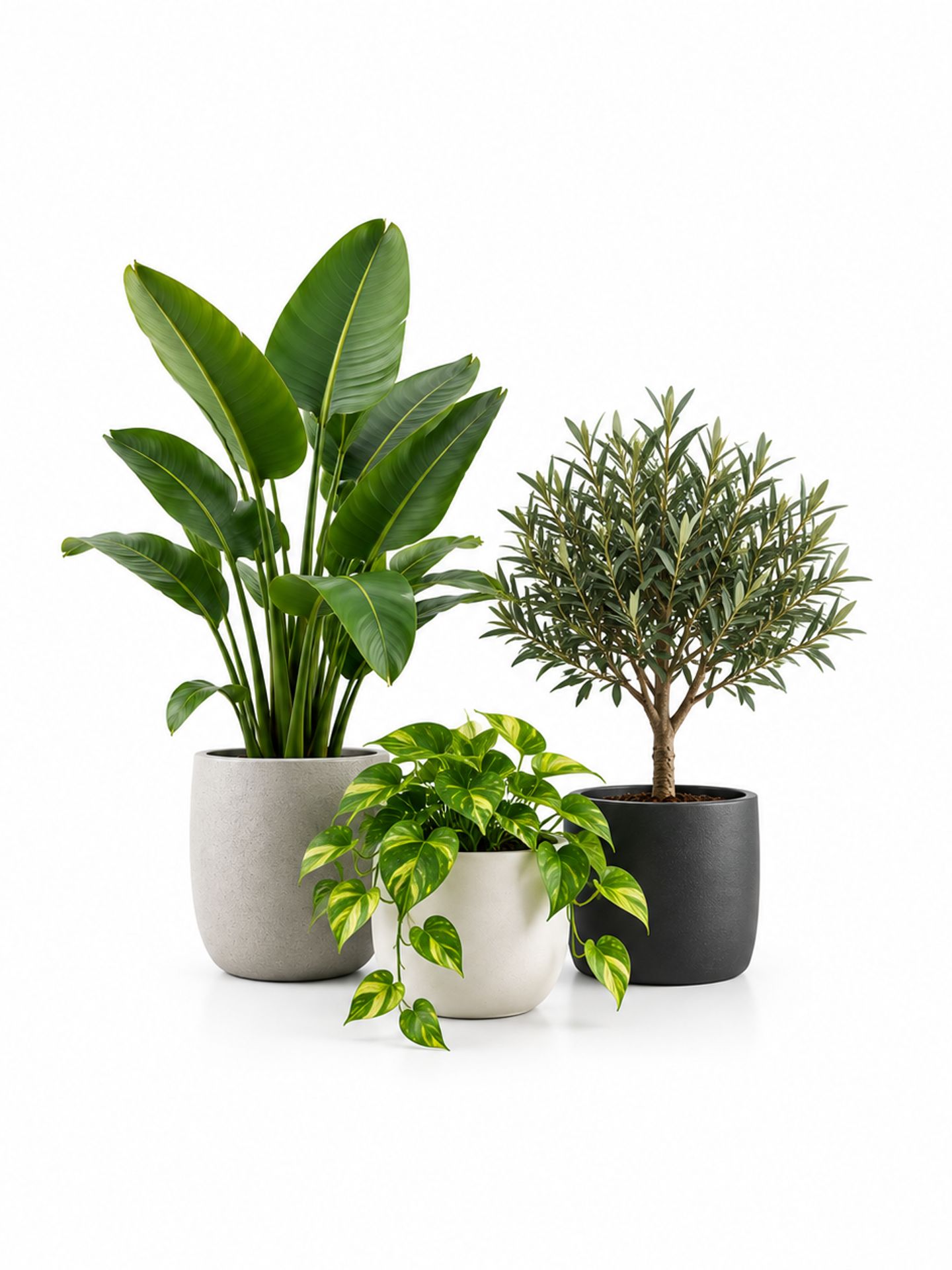 Plants